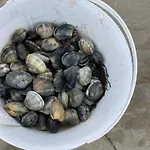 Petite Maison Dans La Manche Créances