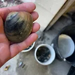Petite Maison Dans La Manche *