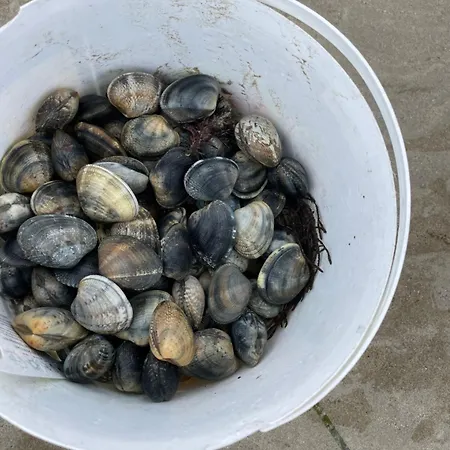 Petite Maison Dans La Manche Créances