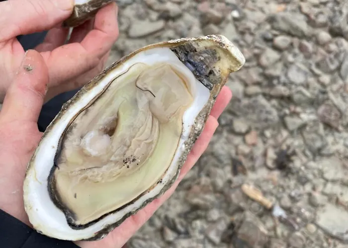 Petite Maison Dans La Manche *