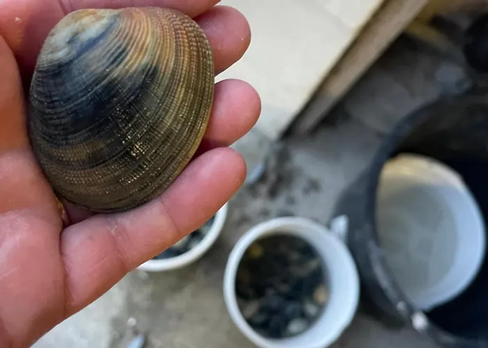 Petite Maison Dans La Manche *